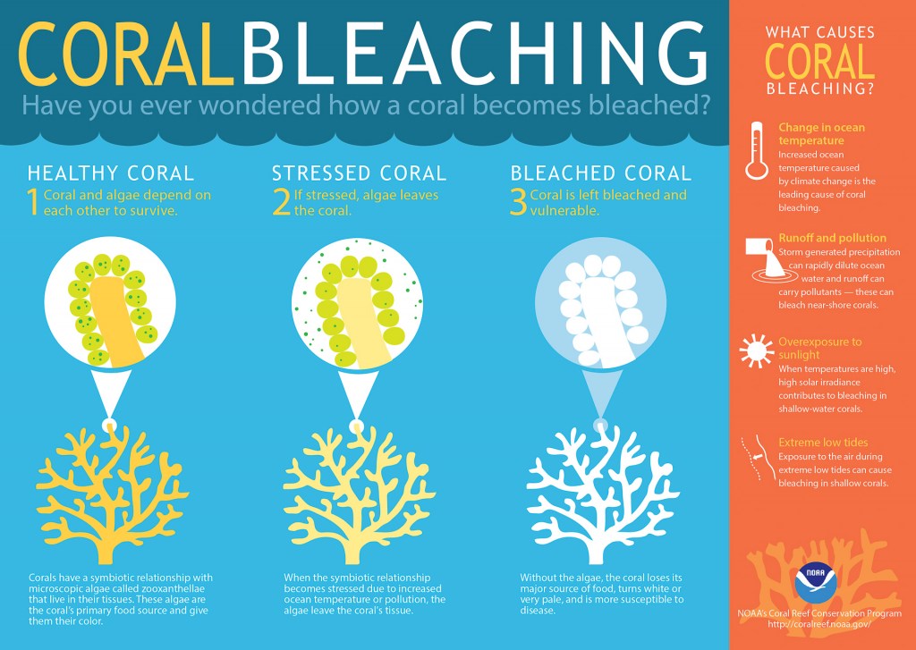 Coral bleaching infographic